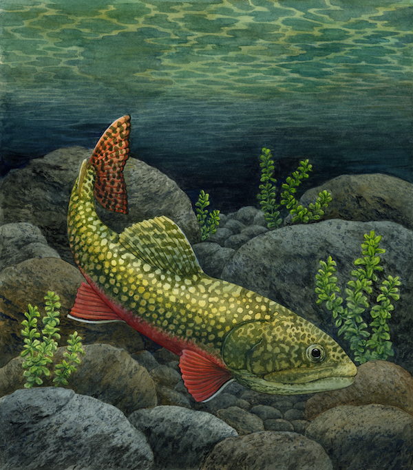 Guild of Natural Science Illustrators